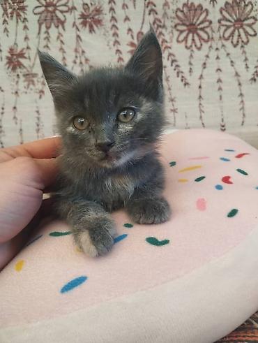 котята простые: Замечательные домашние котята,2девочки и один мальчик. 2месяца,к — 3