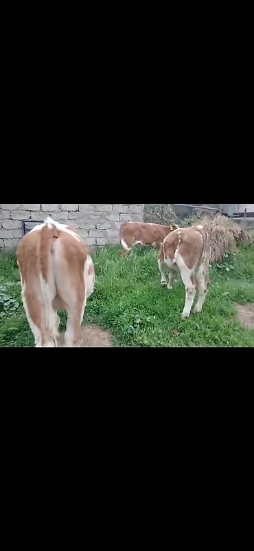 Dana, buzov: Satışda: simmental tipli erkək buzovlar - Rəng: ağ-qəhvəyi ləkəli - — 14