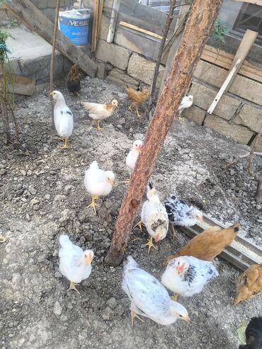 3 aylıq və 3 ayını keçmiş cücələr var köç səbəbi ilə satılır 30
