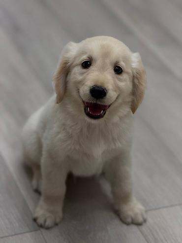 labrador retriever: Retriever, 2 ay, Dişi, Pulsuz çatdırılma — 2