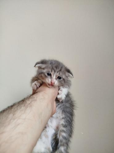 Кошки: Шотландская, Самка, Самец, В добрые руки, Самовывоз — 7