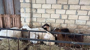 keci heyvan: 6 ana keçi 2 dogub 4 agir bogazdi bu gun sabah birin balasi yeke biri — 7