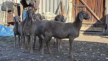 вислоухий баран кролик купить: Продаю | Овца (самка), Ягненок | Арашан | Для разведения | Ярка — 2