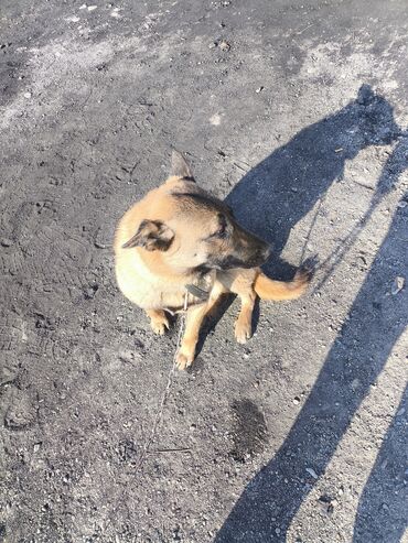 Продажа собак: Порода: бельгийская овчарка (малинуа) Самец Описание: - ОПЫТНЫЙ — 5