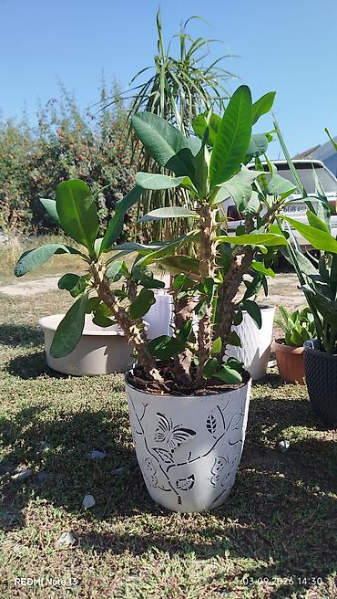 молочай: Комнатные растения в декоративных горшках 1) Молочай Милла (Euphorbia — 1