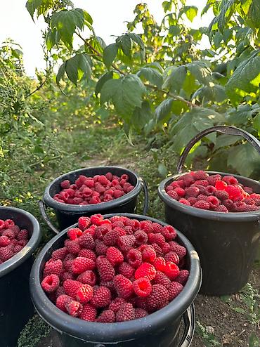 кочмо душ бишкек: Саженцы малины Полана – на осень под заказ 🌱 Принимаем заказы на — 3