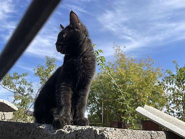 кошка 124: Отдаю котят 2 мес 2 мальчика 1 девочка район кок жар жилмассив — 7