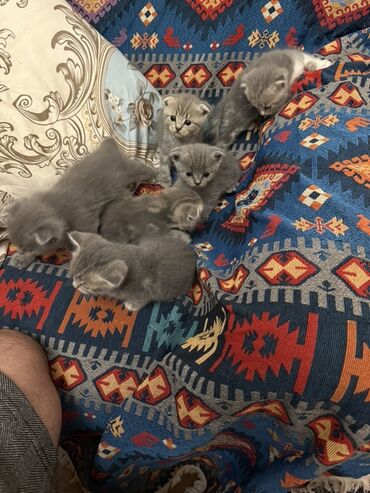 Bu pişik balaları yumşaq boz tüklərə və qısa, qatlanmış qulaqlara