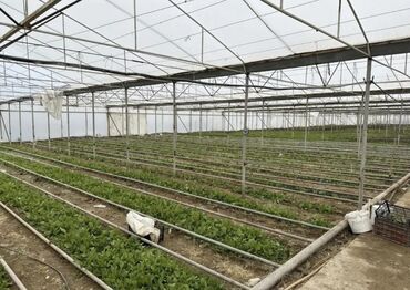 Kommersiya daşınmaz əmlakının satışı: Tecili obyekt satilir!!! Zire Qesebesi, Qishlaqda 2 hektar 20 sot ve — 2