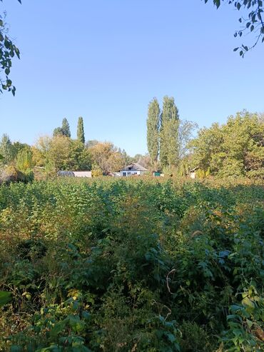 газ баллон бишкек доставка: Малина кочот сатылат,сорт полька адаптация болгон баасы 20 сом