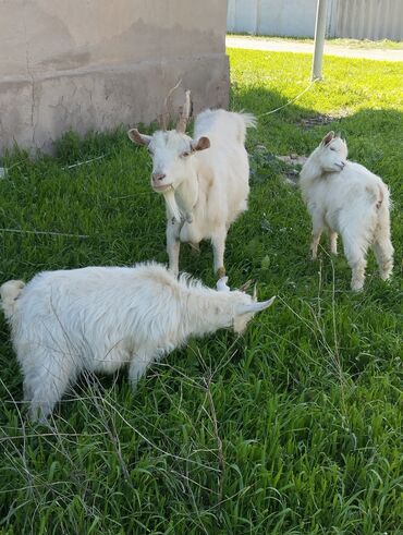 нубийские козы: Продаю | Коза (самка), Козлёнок | Зааненская | Для молока | Племенные