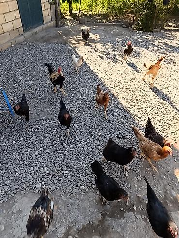 Toyuqlar: Toyuq, Yumurtalıq — 2