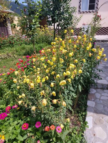 Bağ evlərinin kirayəsi: 110 kv. m, 3 otaqlı, İnternet, Qaz, Su — 2