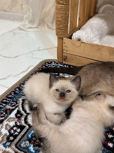 pidbul balası: Siam, Erkək, Yaxşı əllərə, Ünvandan götürmə — 1
