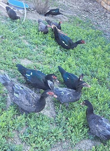 Ördəklər: Erkək, Ətlik, Pulsuz çatdırılma — 1