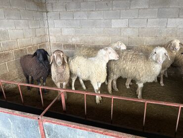 Бараны, овцы: Продаю | Овца (самка) | На забой | Матка, Ярка — 11