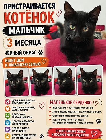 3 месяца, Мальчик