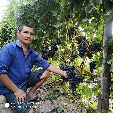 Виноград: Виноград — 9