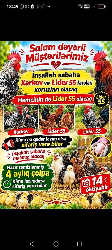 hereti: Xoruz, il: <1 — 1
