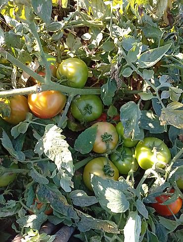 продам тыкву: Помидоры — 1