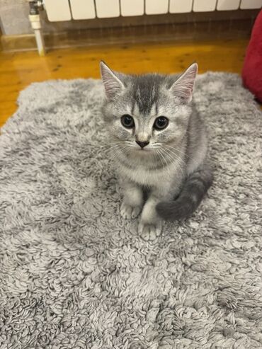отдам кошку в добрые руки: Gümüş rəngli gözəl bal pişik satılır! Cinsi: Britan (British Shorthair