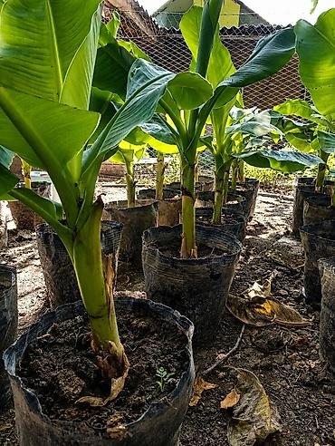монстера манки: Продаю бананы ПЛОДОВЫЕ, сорт: Acuminata. Плодятся на второй год — 4