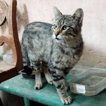 кот британский: По просьбе ⬇️⬇️⬇️ Красивый,но бездомный котик ищет только