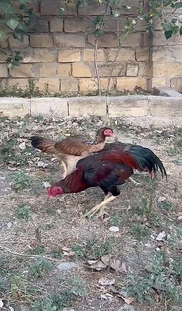 serebrist toyuqlar satılır: Salam aleykum. Yaxşı qan xətti istəyənlər üçün cavan heyrəti — 4