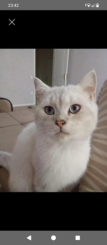 Pişiklər: Şotland yastı qulaq, Erkək, Dişi, Yaxşı əllərə, Pulsuz çatdırılma, Ödənişli çatdırılma, Ünvandan götürmə — 6