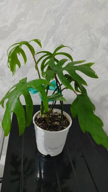 Другие комнатные растения: Продаю цветы — 15