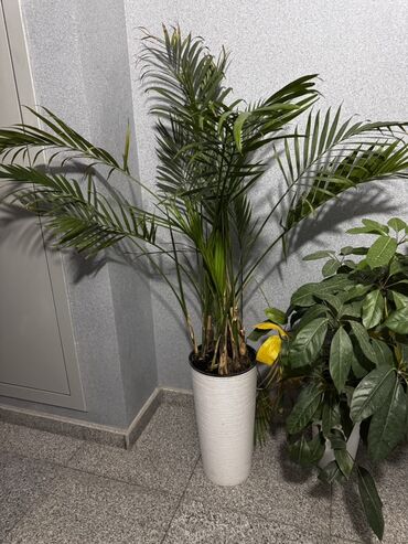 офисные стулы: Напольные декоративные растения в кашпо - Арека (хризалидокарпус) –