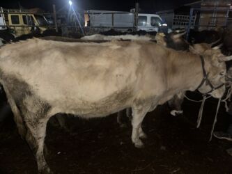 док собака: Продаю | Тёлка, Музоо, торпок | На откорм, На забой, Для разведения