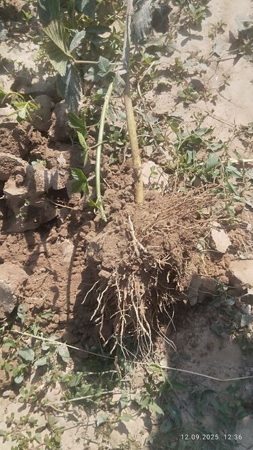 Другие комнатные растения: Саженцы Ежевика безшипная — саженцы с открытой корневой системой сорт — 5