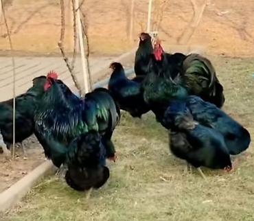 toyuq məhsulları: Avstroloq toyuqlarından yumurtalar - Cins: Ayam Cemani (tam qara — 2