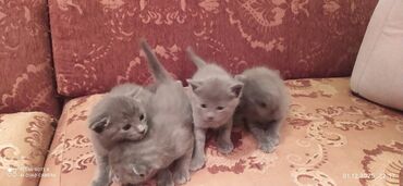 Pişiklər: Britan, Erkək, Dişi — 7