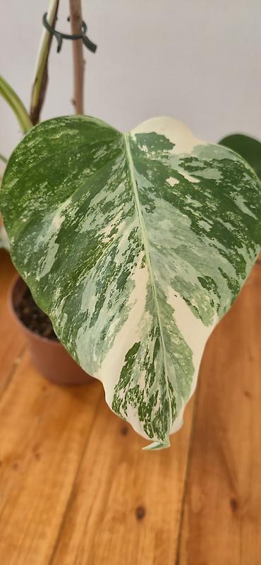 sumuk unu satışı: Monstera varegata. Bazar günü metro üstüne çatdırıla biler — 4