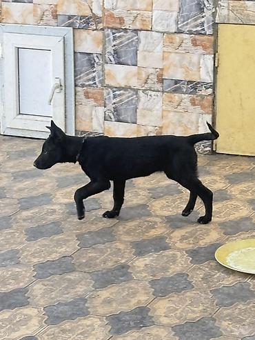husky sekilleri: 3 ay, Dişi, Peyvəndli, Pulsuz çatdırılma — 3