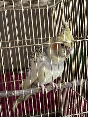 животные ххх: Пара корелл (нимф) в клетке - Вид: декоративные попугаи корелла — 2