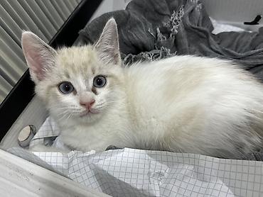 эр: Тайская, 2 месяца, Мальчик, Приучена к лотку — 1