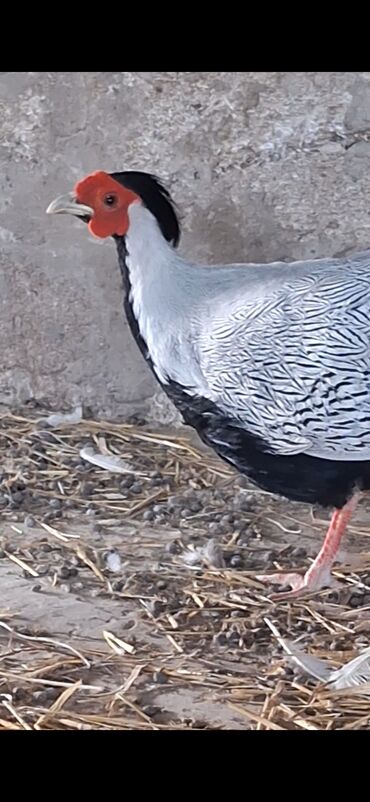 шпиц цена в баку: Gumusu Qirqovul
WP: 0998163231