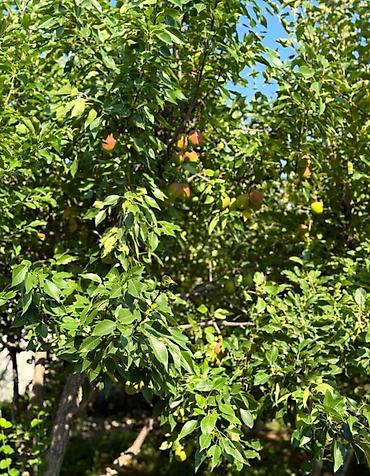 Продажа дач: 🚨🔥 СРОЧНО! ДАЧА МЕЧТЫ В КОЙ-ТАШЕ — ЗАЕЗЖАЙ И ОТДЫХАЙ УЖЕ СЕГОДНЯ! 🔥🚨 — 12