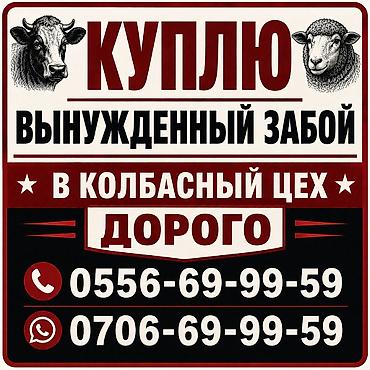 простые птички: Колбасный цех : Коровы, быки, | На забой, на мясо — 1