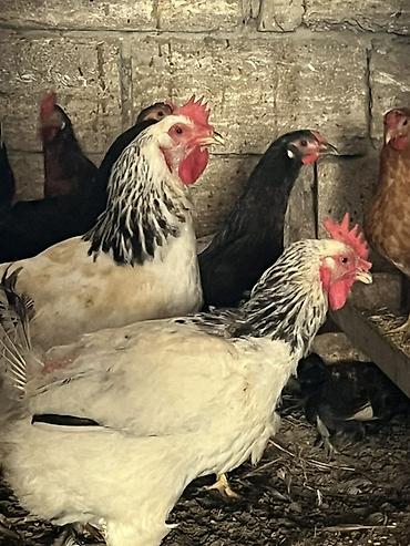 ev qus: Toyuq, Damazlıq, Ünvandan götürmə, Pulsuz çatdırılma, Rayonlara çatdırılma — 2