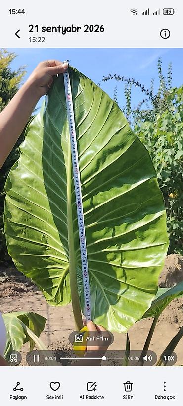 fil qulağı gülü: - Bitki: Alocasia macrorrhizos (Giant Taro / Elephant Ear) – iri — 2
