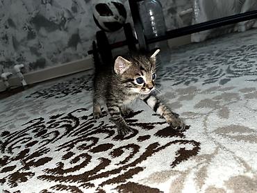 Продажа кошек: Продаю котят. котятам ровно месяц, ещё грудные at lalafo.kg — 13 Продажа кошек: Продаю котят. котятам ровно месяц, ещё грудные — 13