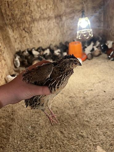 Другие с/х животные: Перепела разных окрасов для домашнего хозяйства Перепелки живые: 2х — 2