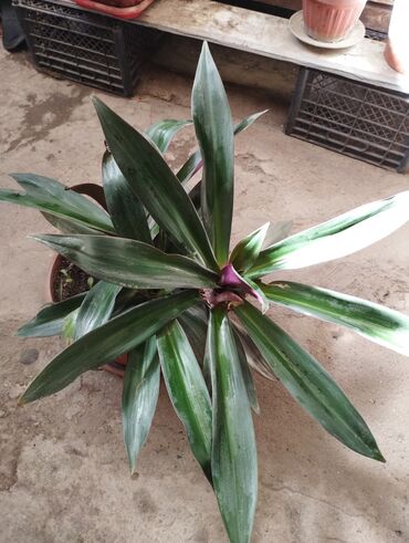 Традесканции: Комнатное растение «Рео» (Tradescantia spathacea, синоним Rhoeo