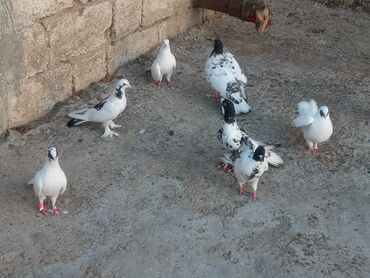 купить хорька в баку: Голуби at lalafo.az купить хорька в баку: Голуби