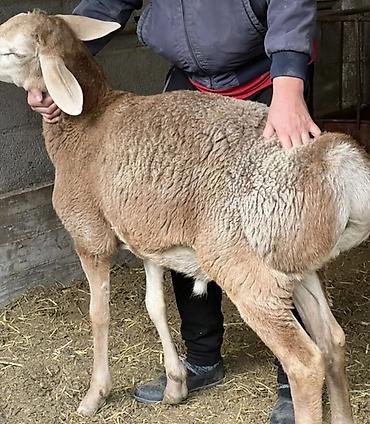 Баранина: Баранина мясо — цельные туши и разруб на выбор. Ассортимент по фото — 10