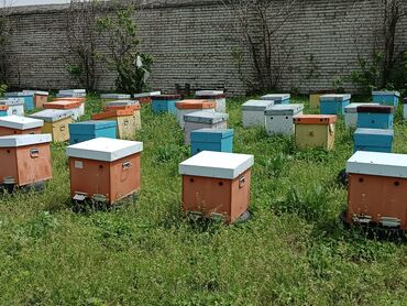 Другое оборудование для бизнеса: Ищу инвестора для развития и расширение пчеловодство позвоните обсудим